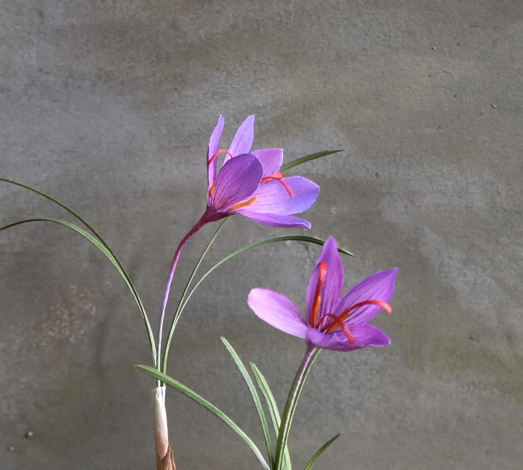 Bulb Series