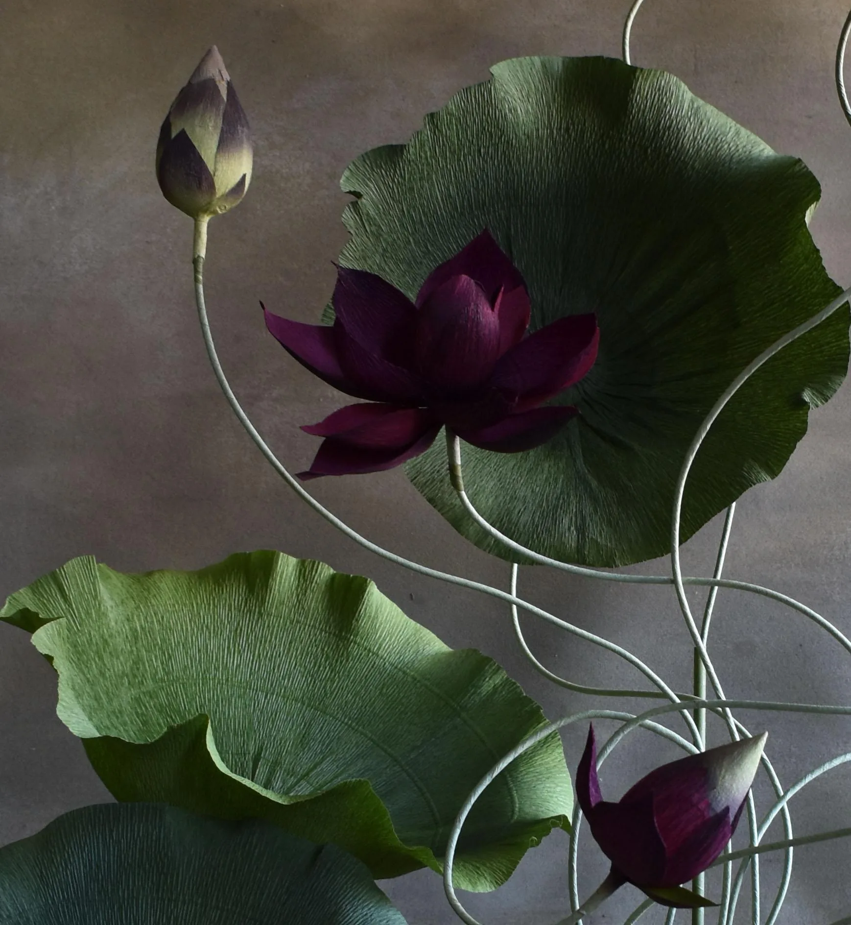 Lotus Series